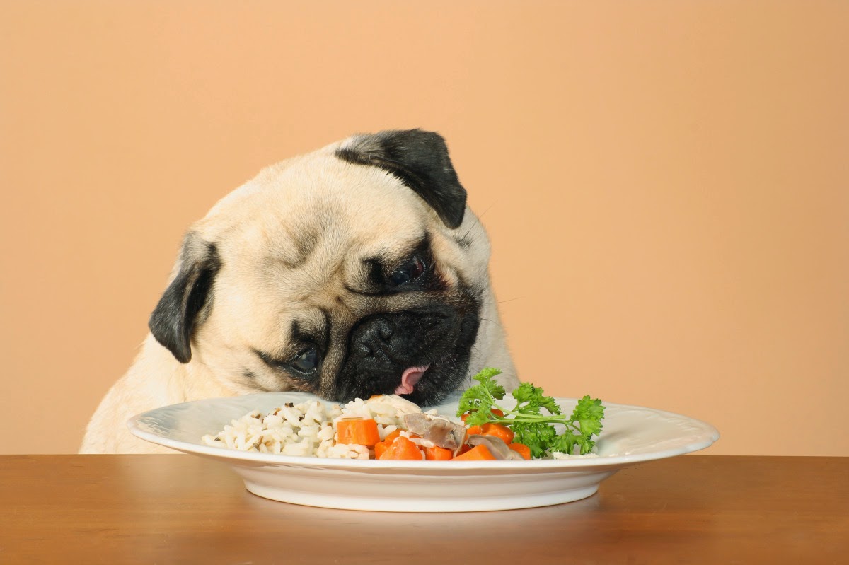 Alimentos que você não pode dar ao seu cachorro