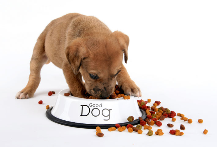 Como escolher uma ração saudável para seu cachorro?