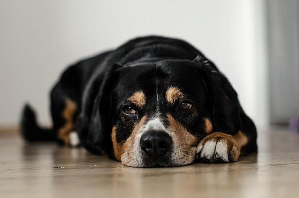 Cuidados com a alimentação do seu cão idoso