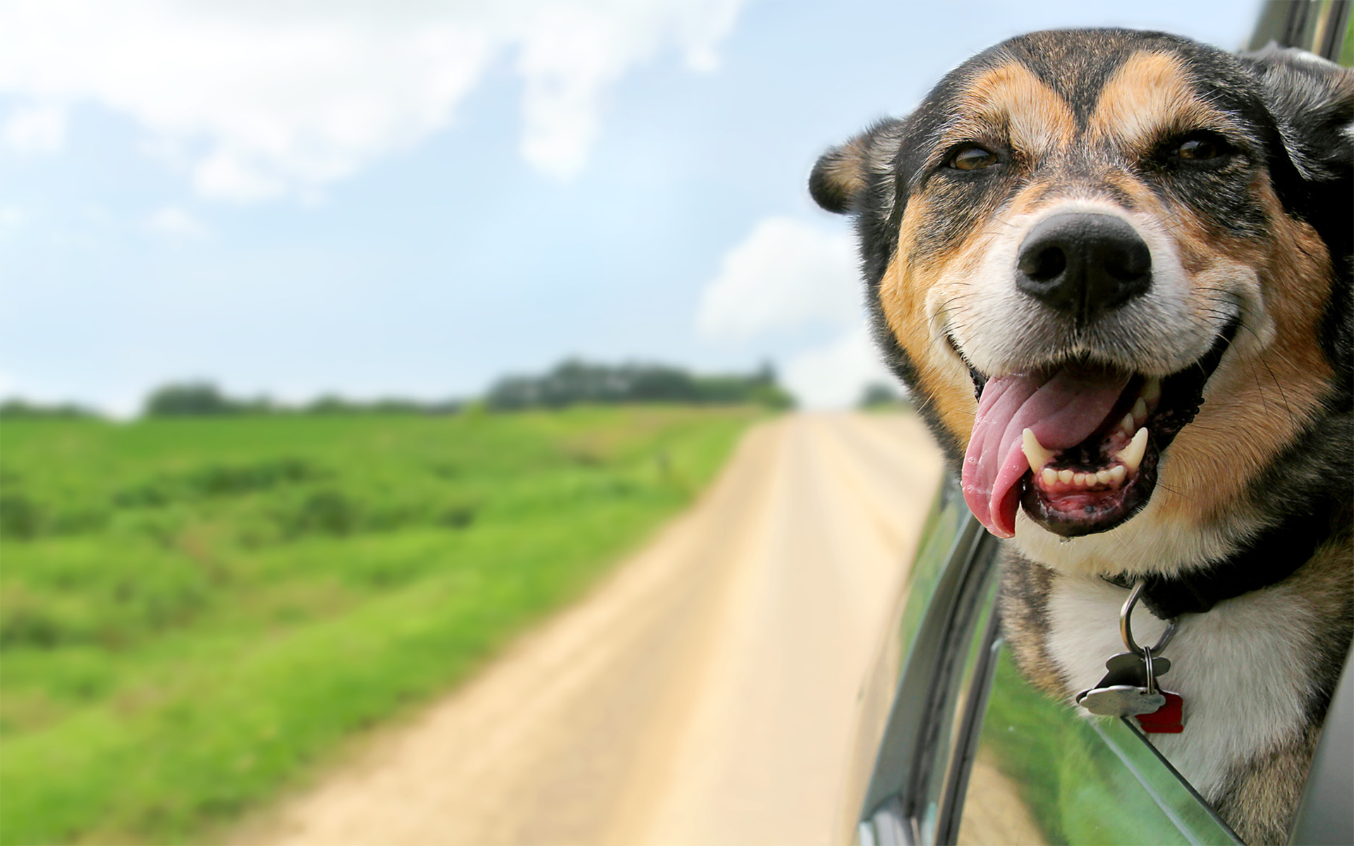 Dicas para seu cachorro ser mais saudável